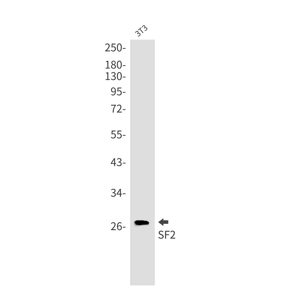 Rabbit Monoclonal Antibody to SF2