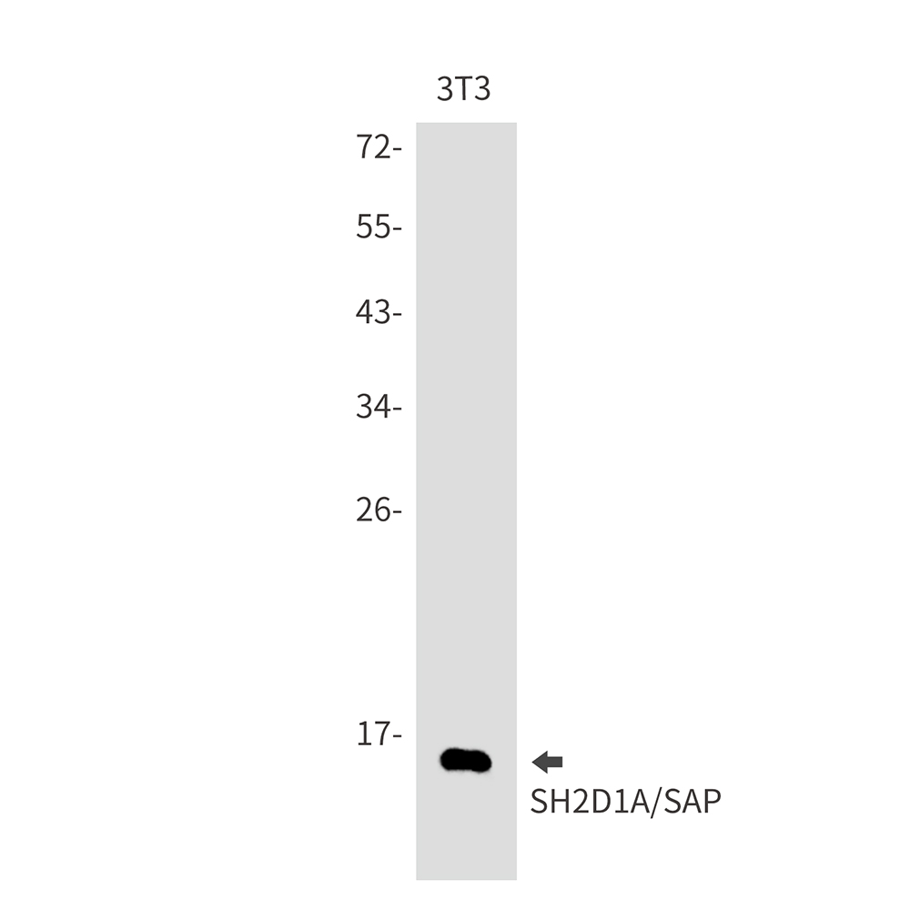 SH2D1A