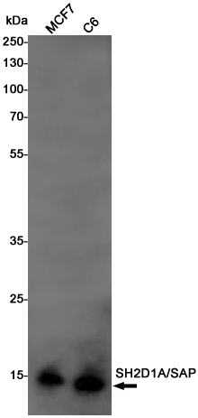 Rabbit Monoclonal Antibody to SH2D1A