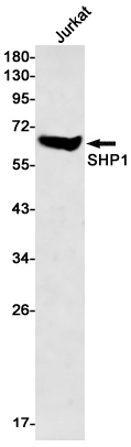 SHP1