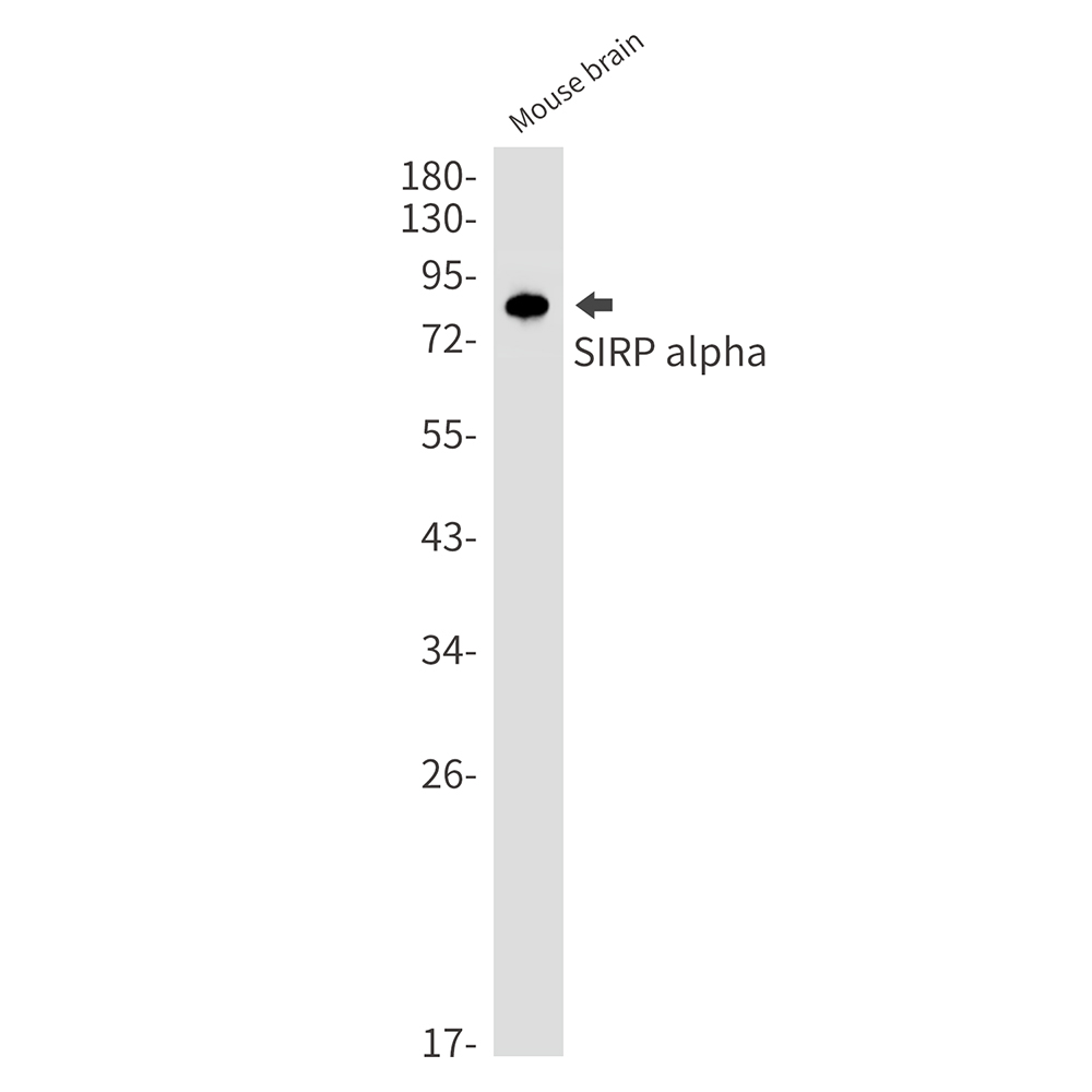 SIRP alpha