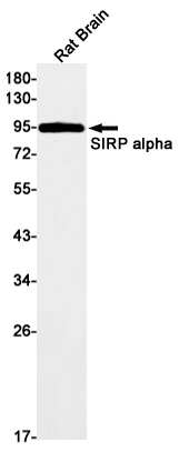 Rabbit Monoclonal Antibody to SIRP alpha