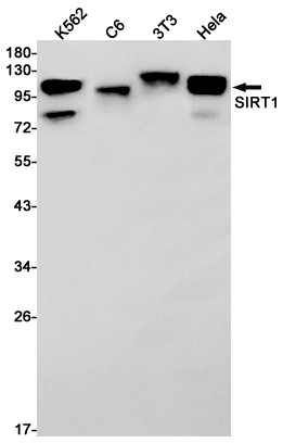 SIRT1