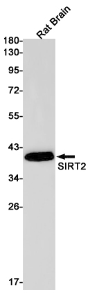 Rabbit Monoclonal Antibody to SIRT2