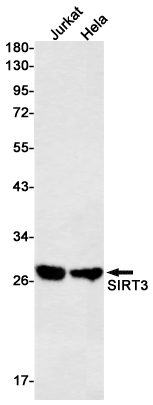 SIRT3