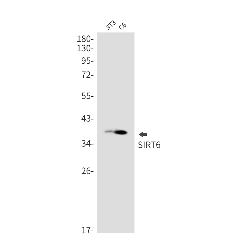 SIRT6