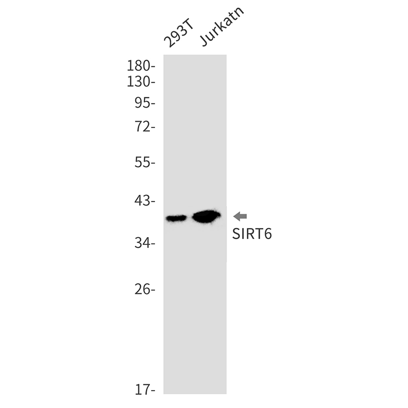 Rabbit Monoclonal Antibody to SIRT6