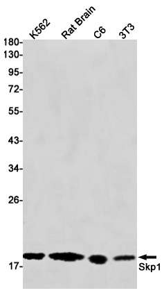 SKP1