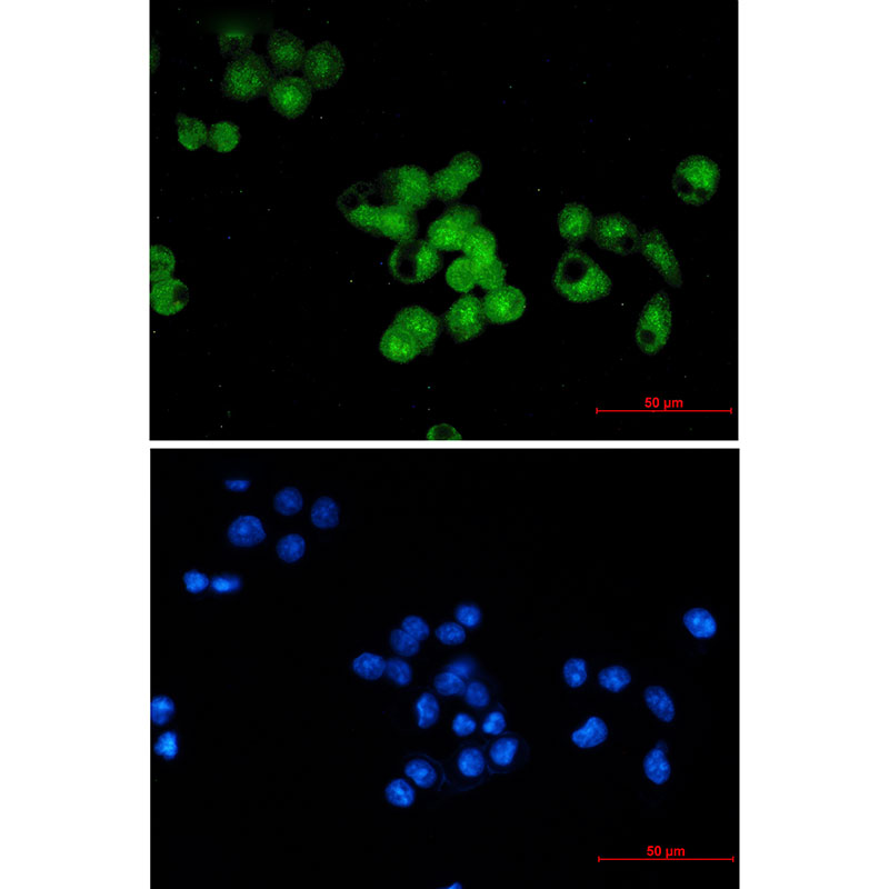 Rabbit Monoclonal Antibody to SKP1