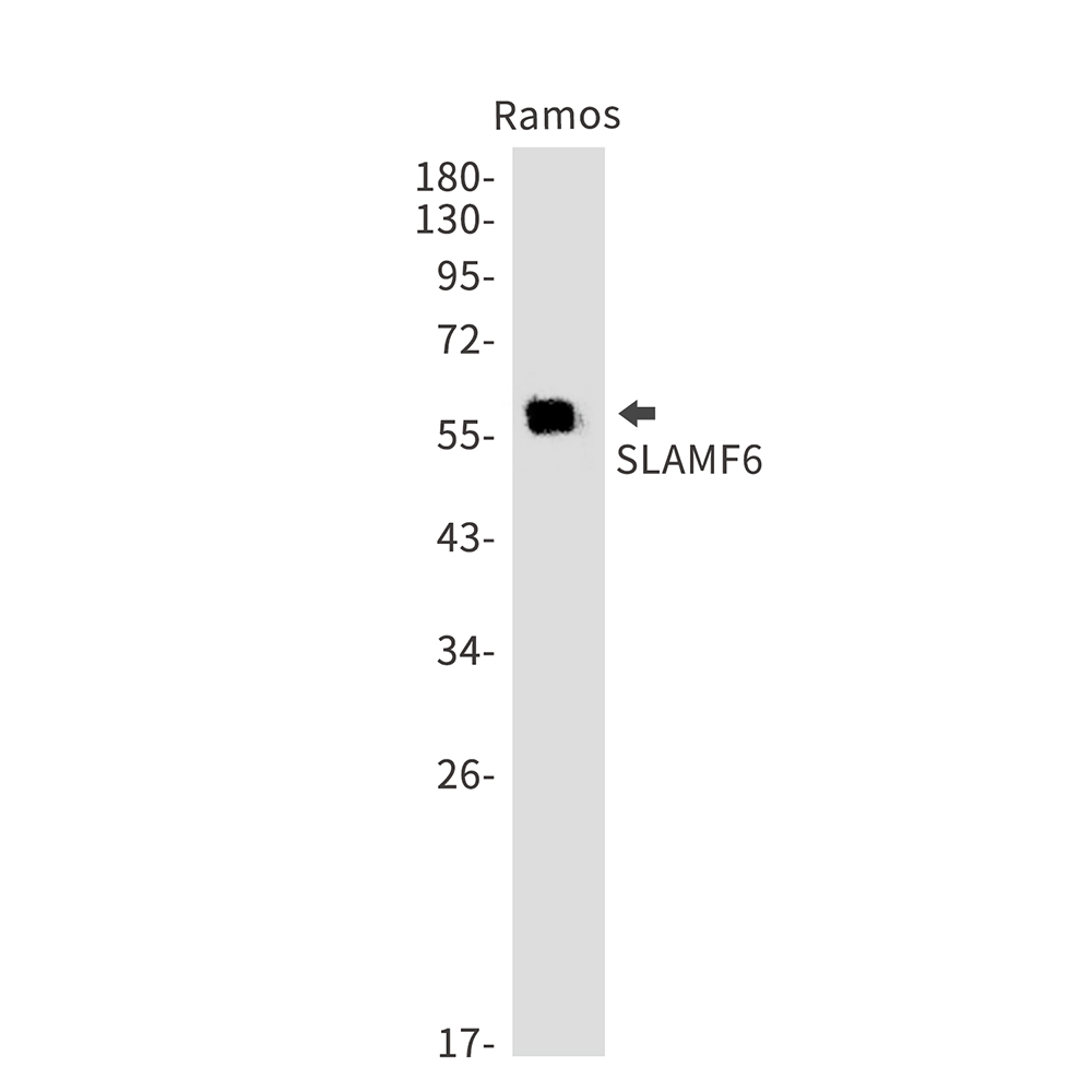 SLAMF6