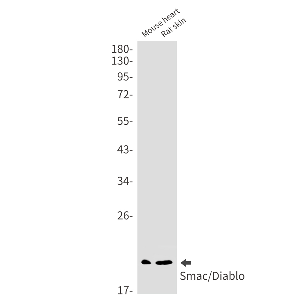 SMAC