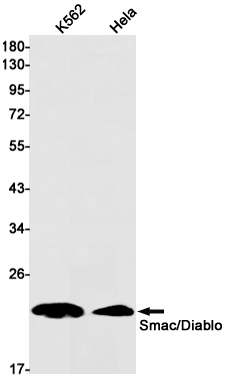 Rabbit Monoclonal Antibody to SMAC