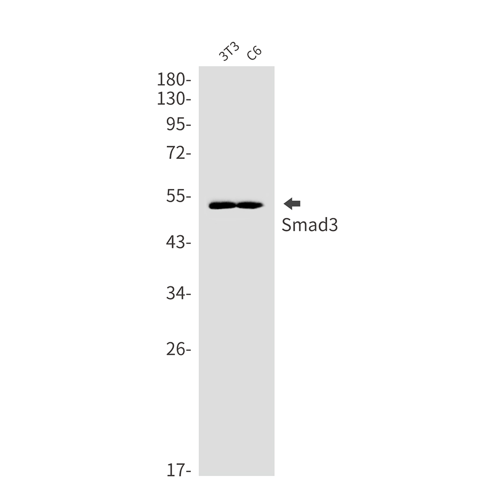 Smad3