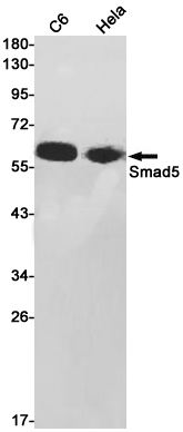 Smad5