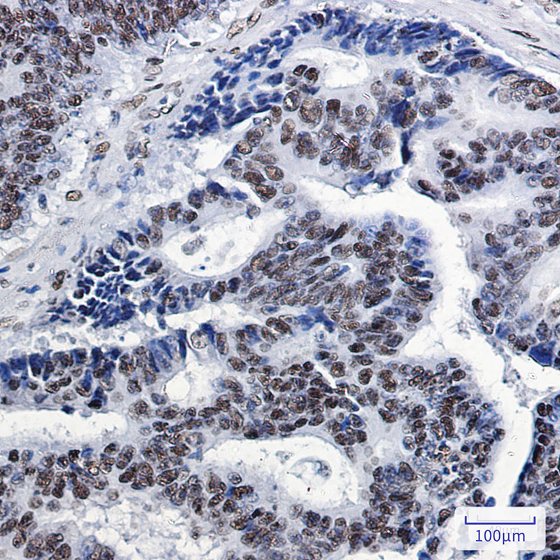 Rabbit Monoclonal Antibody to SP1