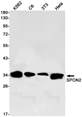 SPON2