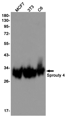 Sprouty 4