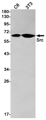 Rabbit Monoclonal Antibody to Src