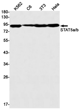 STAT5