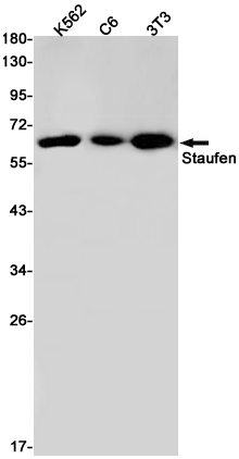 Staufen