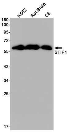 Rabbit Monoclonal Antibody to STIP1