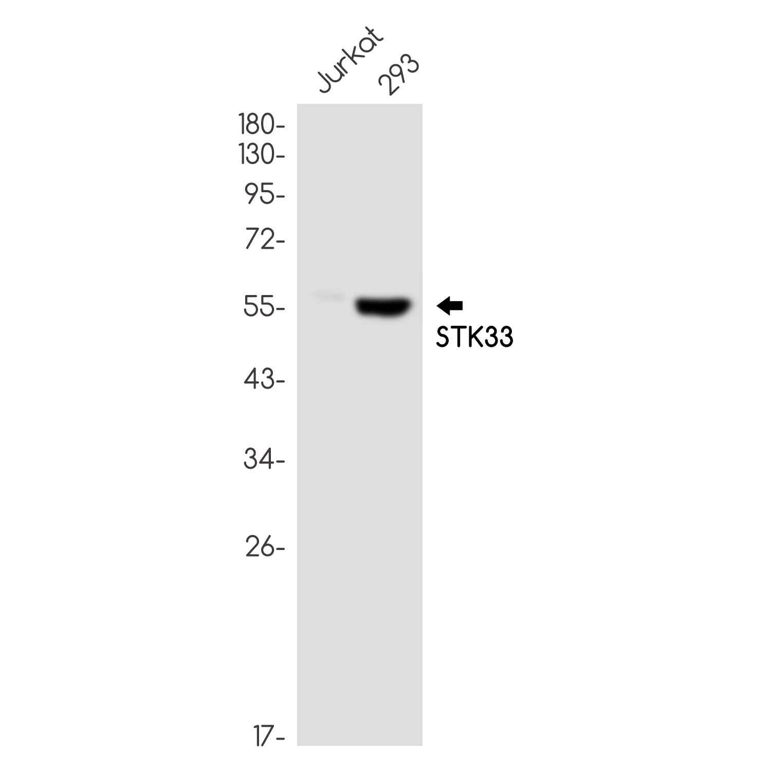 STK33