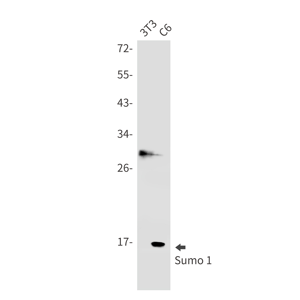 SUMO1