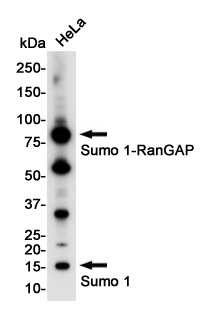 Rabbit Monoclonal Antibody to SUMO1