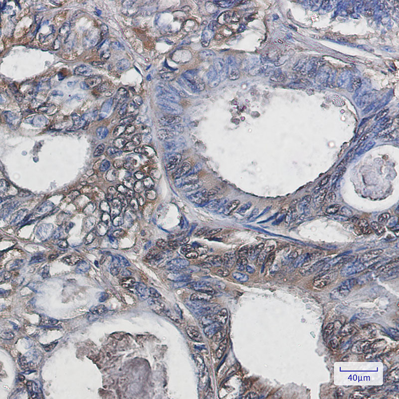 Rabbit Monoclonal Antibody to Superoxide Dismutase 1
