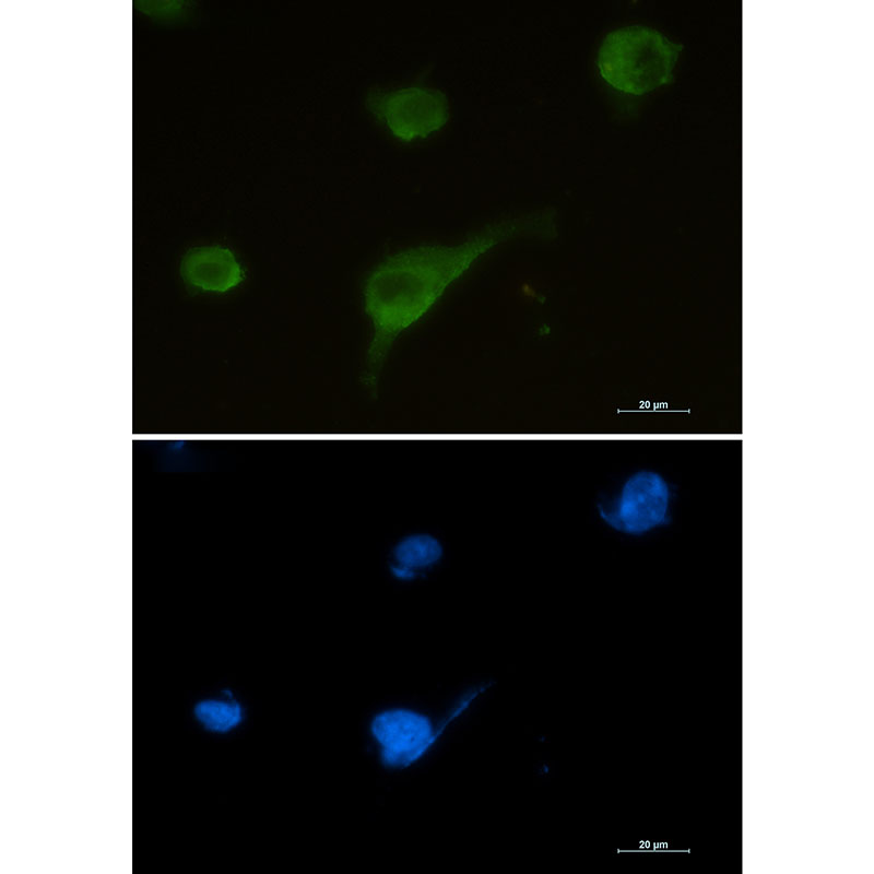 Rabbit Monoclonal Antibody to Syntrophin alpha 1