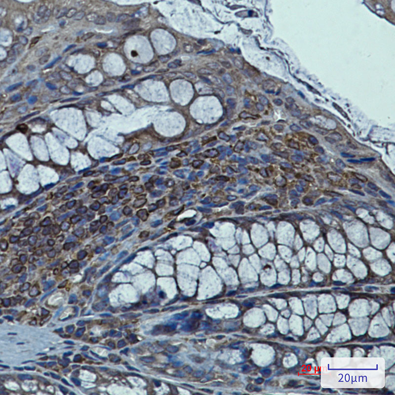 Rabbit Monoclonal Antibody to Syntrophin alpha 1