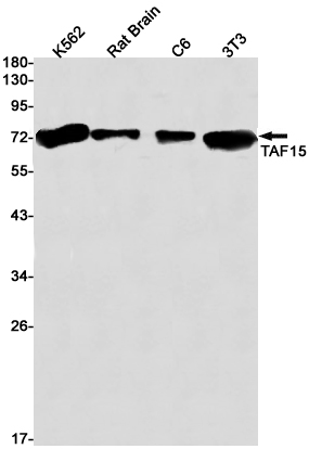 TAF15