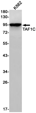 TAF1C