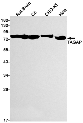 TAGAP