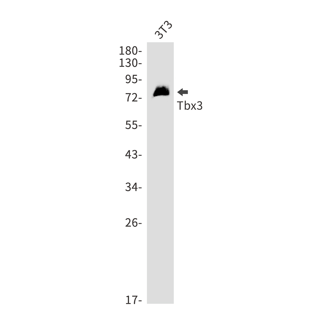 T Box Protein 3