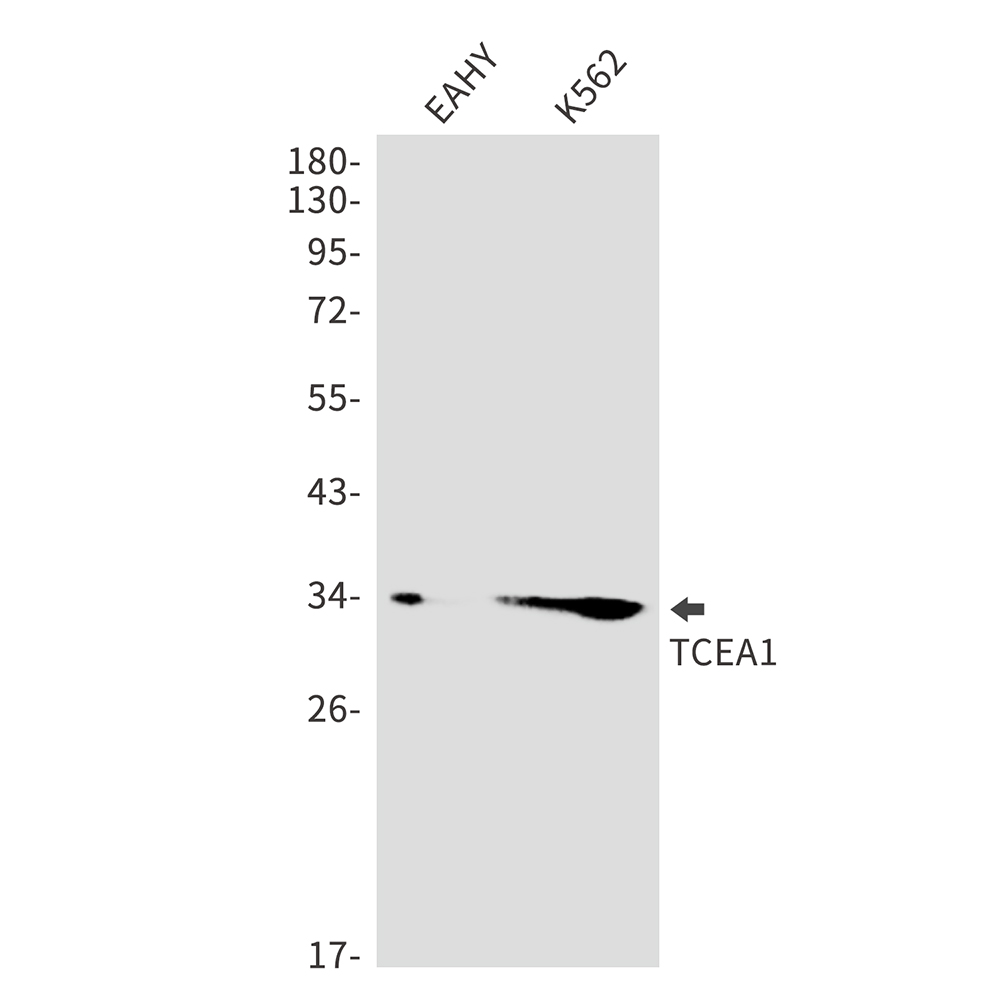Rabbit Monoclonal Antibody to TCEA1