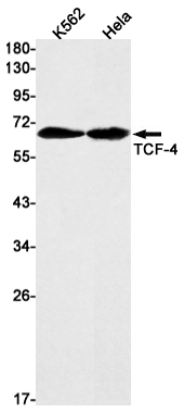 Transcription Factor 7 Like 2