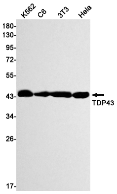 TDP 43