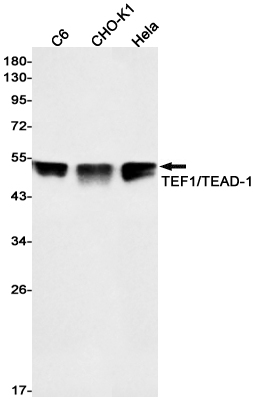 Transcriptional Enhancer Factor TEF 1
