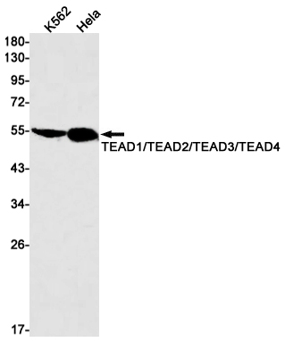 Transcriptional Enhancer Factor TEF