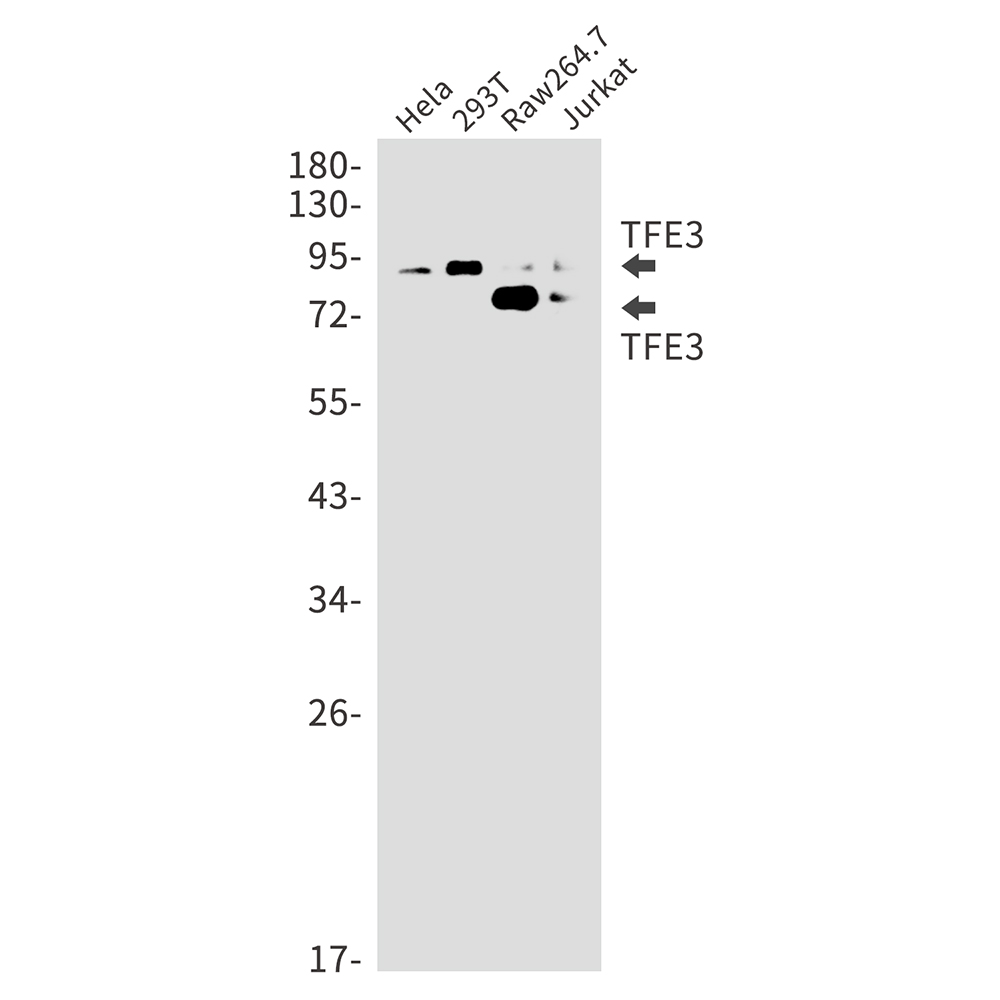 Transcription Factor E3