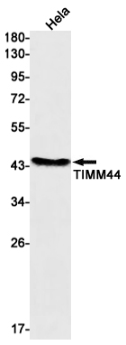 TIMM44