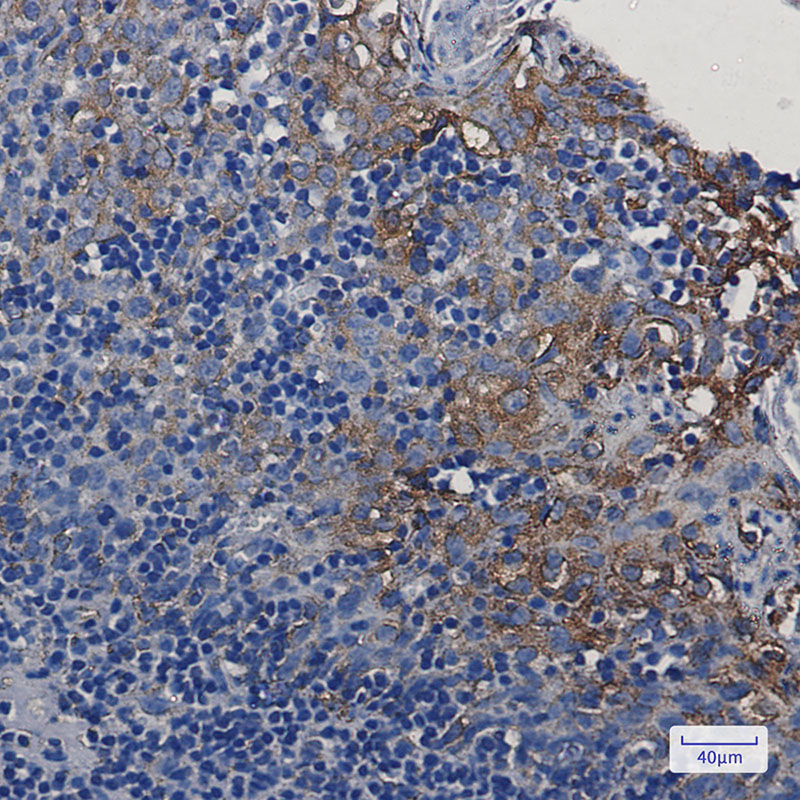 Rabbit Monoclonal Antibody to STING