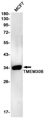 Transmembrane Protein 30B