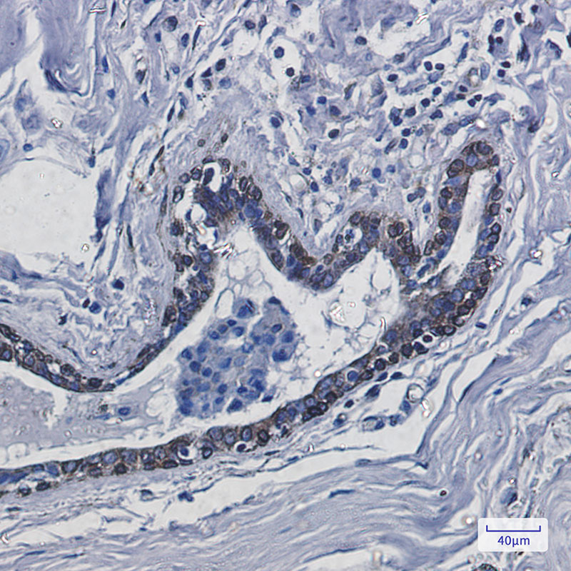 Rabbit Monoclonal Antibody to Transmembrane Protein 43