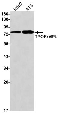 Thrombopoietin Receptor