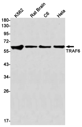 TRAF6