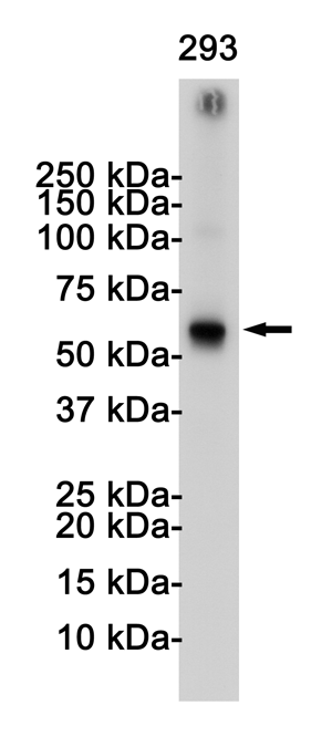 TRAF6