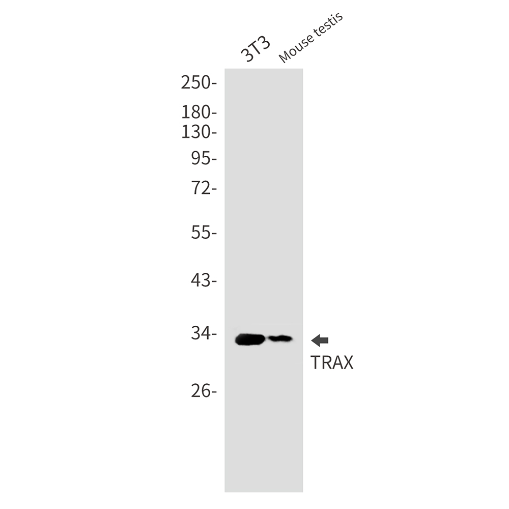 Translin Associated Protein X