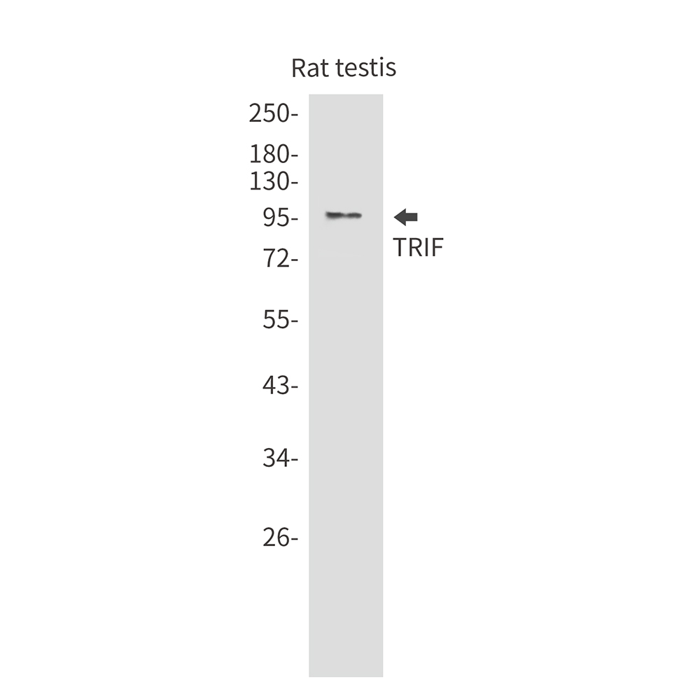 TRIF